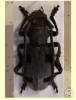 Morimus asper