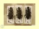 Carabidae - střevlíkovití