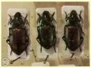 Carabidae - střevlíkovití