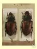 Carabidae - střevlíkovití