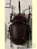 Eupatorus