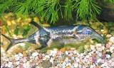 Campylomormyrus cassaicus - rypoun mramorovaný