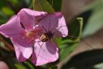 Opiliones - daddy long-legs