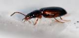 Carabidae - střevlíkovití