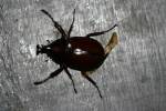 Xylotrupes