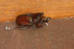 Xylotrupes
