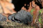Polyporales - shelf fungi