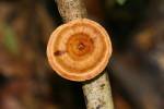 Polyporales - shelf fungi