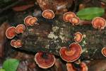Polyporales - shelf fungi