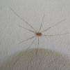 Opiliones - daddy long-legs