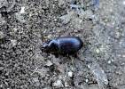 Carabidae - střevlíkovití