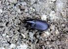 Carabidae - střevlíkovití