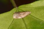 Tortricidae - obalečovití