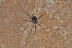 Opiliones - daddy long-legs