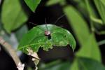 Opiliones - daddy long-legs