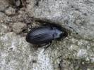 Carabidae - střevlíkovití