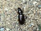 Carabidae - střevlíkovití