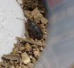 Carabidae - střevlíkovití