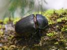 Chalcosoma