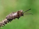Eulichas