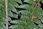Carabidae - střevlíkovití