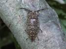 Eulichas