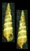 Bittium latreilli