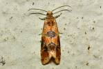 Tortricidae - obalečovití