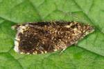 Tortricidae - obalečovití