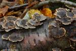 Polyporales - shelf fungi