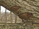Polyporales - shelf fungi