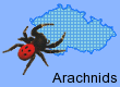 Arachnids