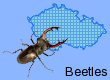 Beetles (Coleoptera)