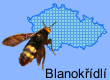 Blanokřídlý hmyz (Hymenoptera) - žahalky, drvodělky, žlabatky