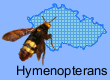 Hymenopterans