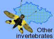Other invertebrates